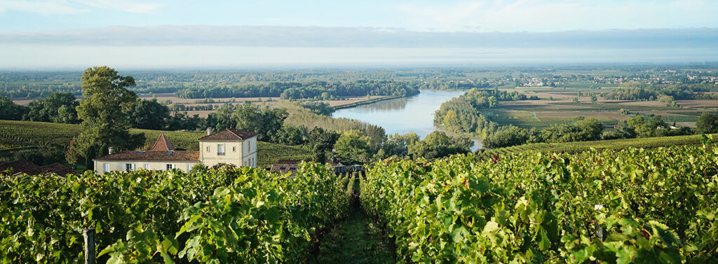 Vinyards of Bordeaux